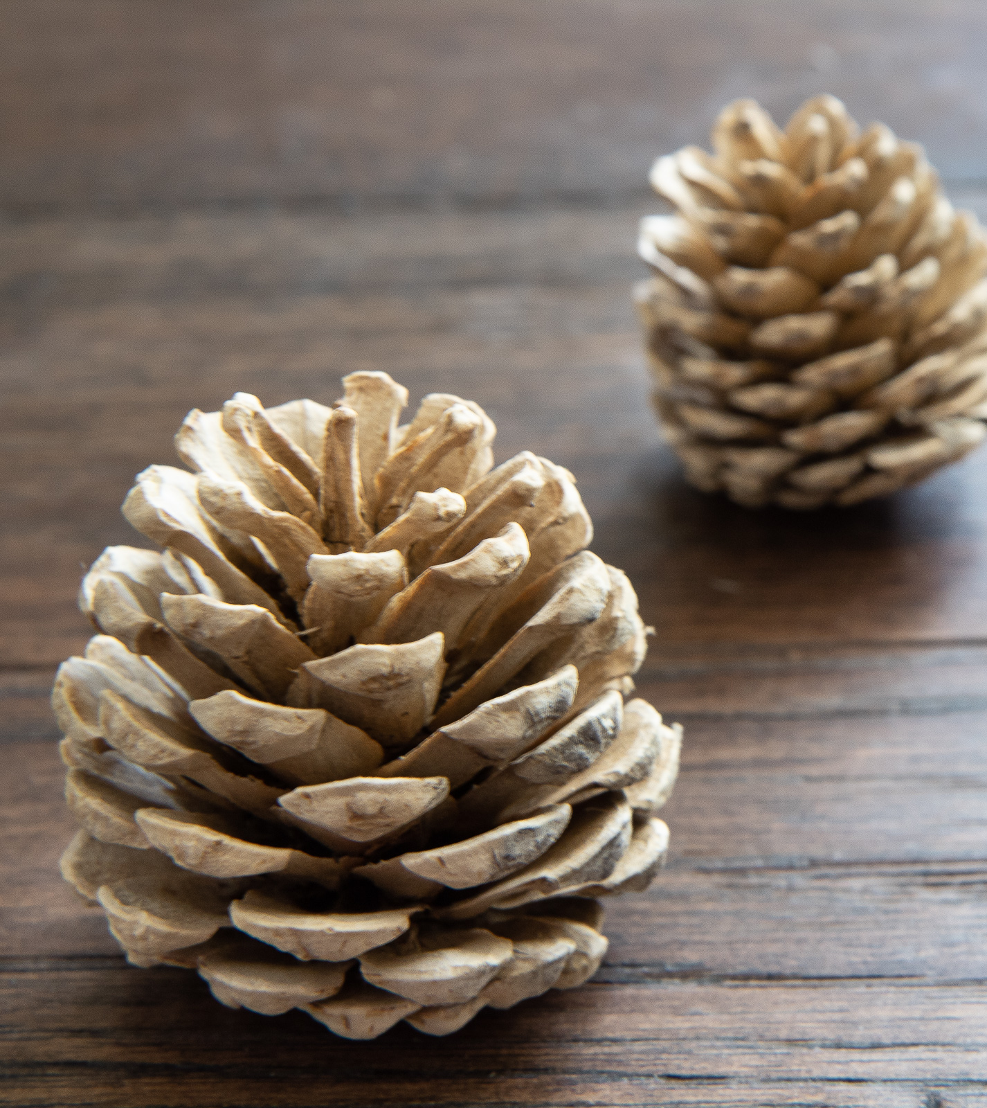 Best Ways To Paint Pinecones With Many Bright Colors