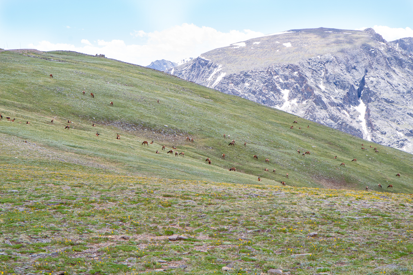 Elk herd in Rocky Mountain National Park