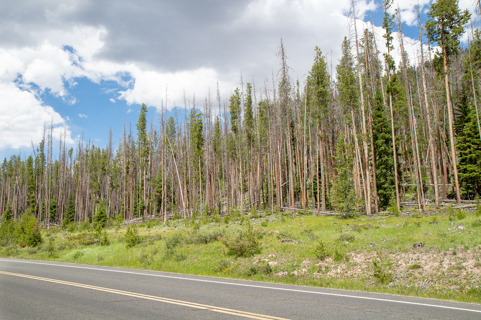 Pine Beetle damage on Trail Ridge Road in Rocky Mountain National Park