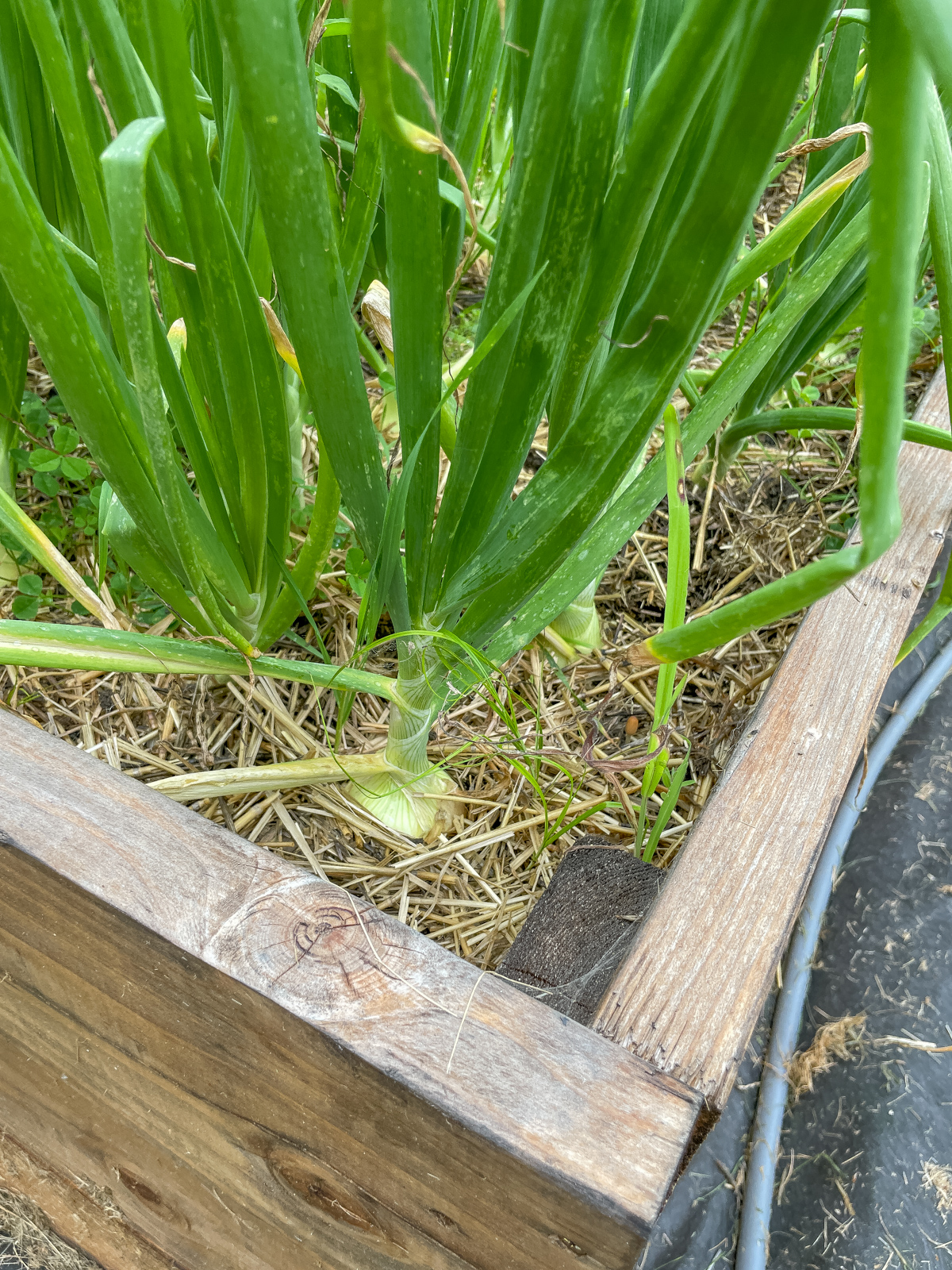 onions growing in the garden
