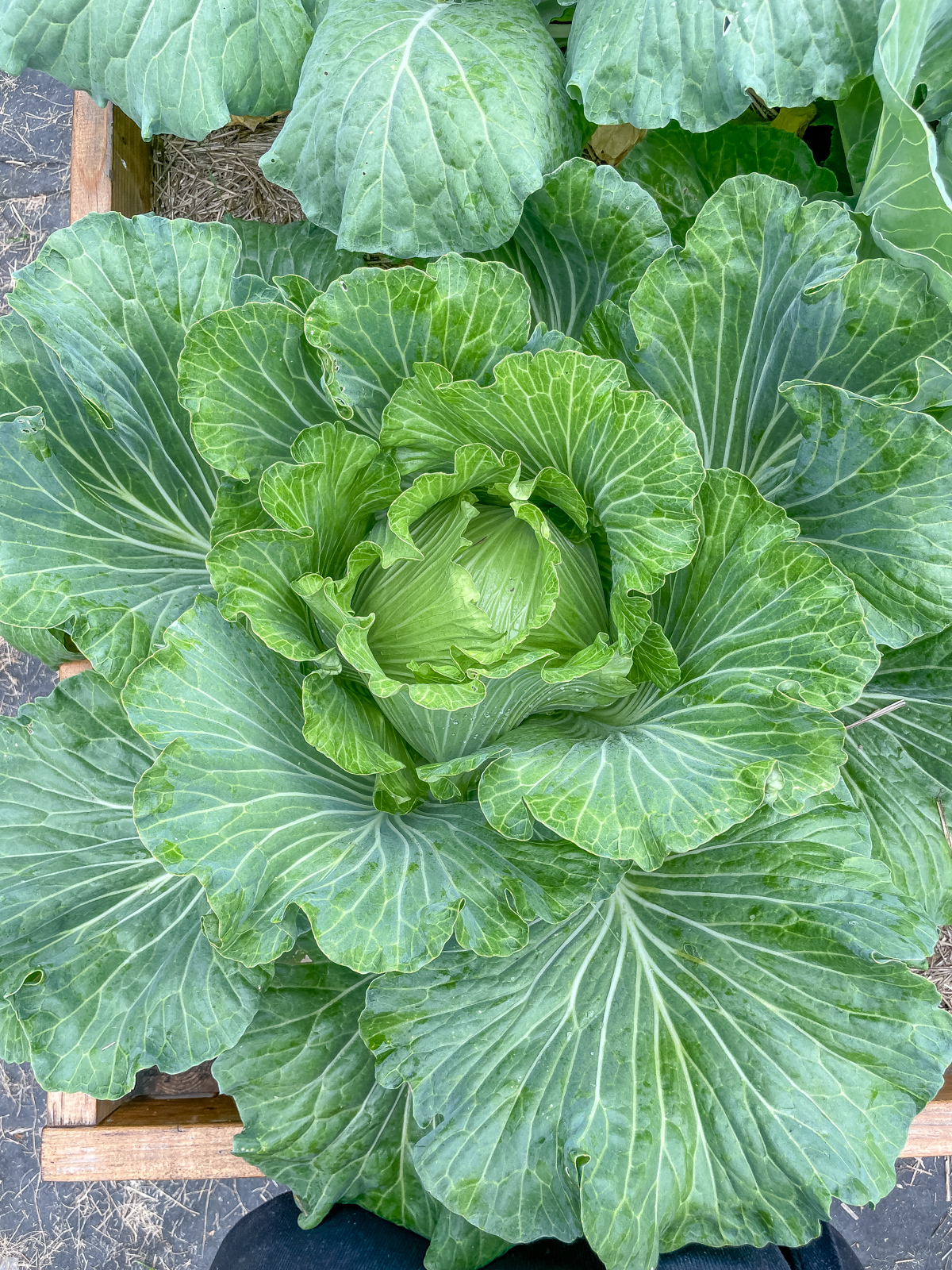 Cabbage growing in the garden