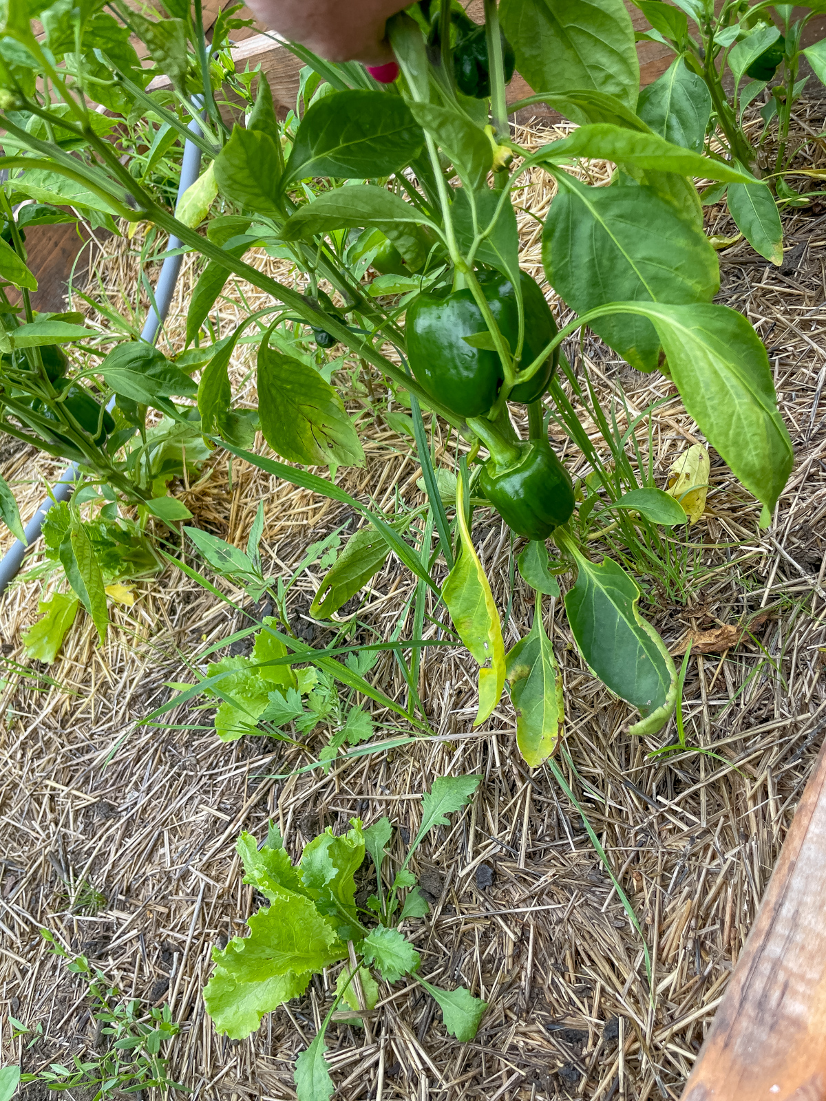 Bell peppers in the garden