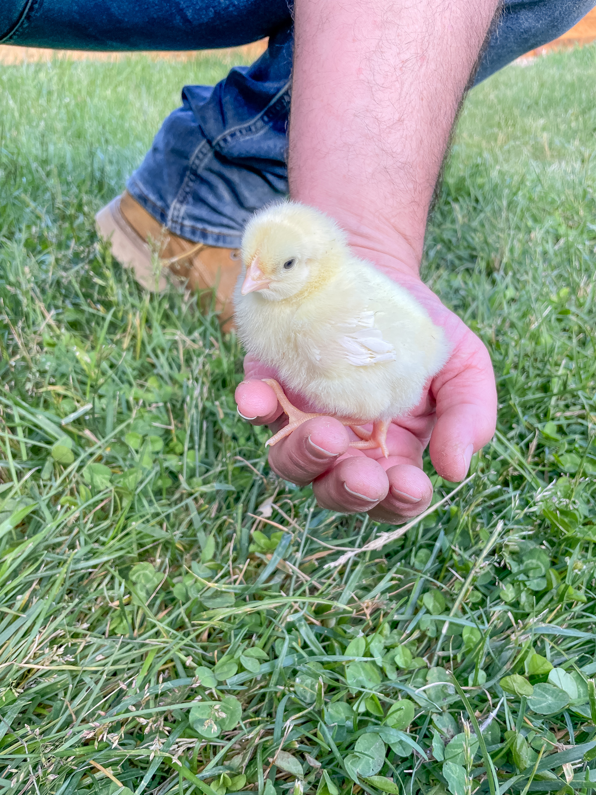 Baby cornish cross chick