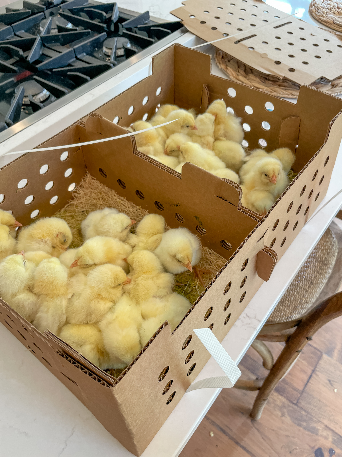 Cornish Cross chicks arriving in the mail