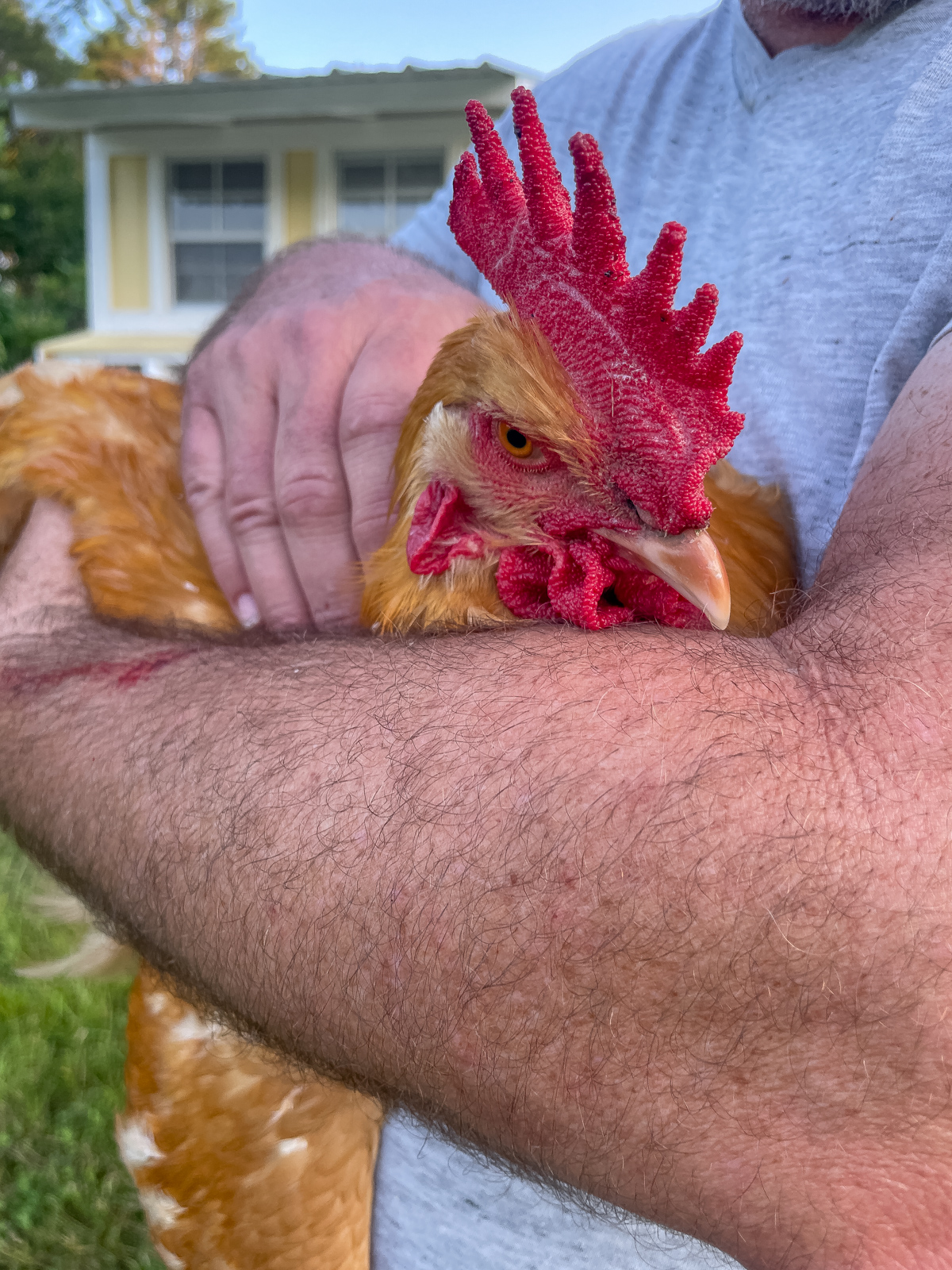 Buff Orphington Rooster