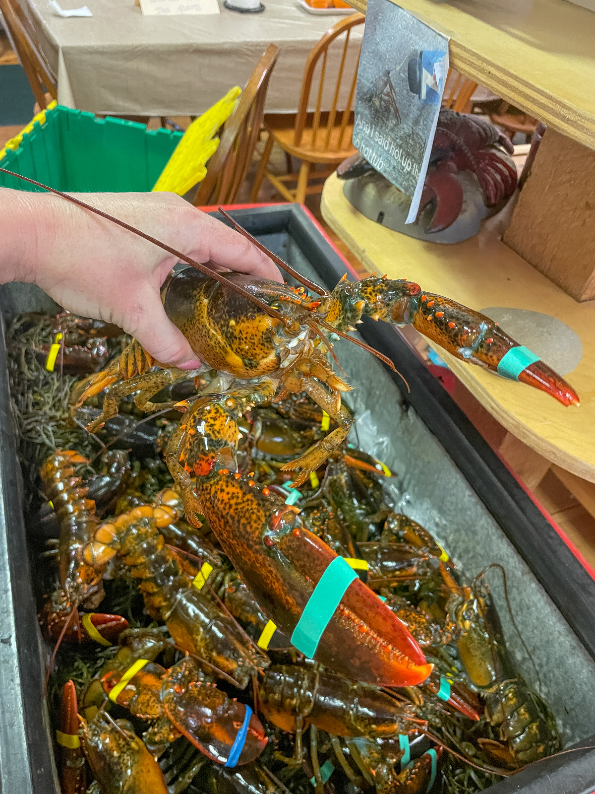 Fresh Maine Lobsters